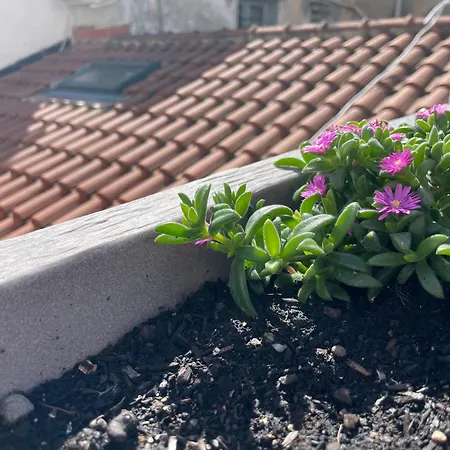 Dream Penthouse Over Main Square Appartement