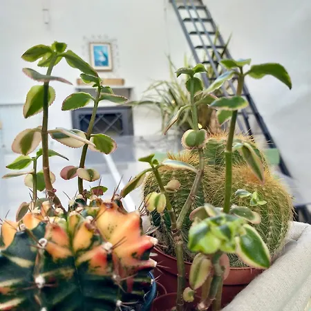 Dream Penthouse Over Main Square